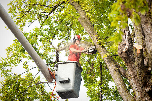 The Steps Involved in Our Tree Care Process in Walkertown, NC